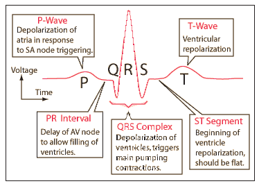 Cardiac Cycle - EKG Interpretation